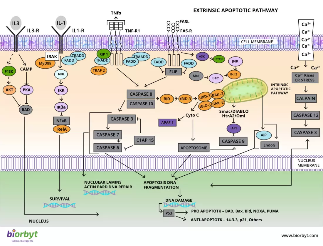 Apoptosis Signaling Pathway
