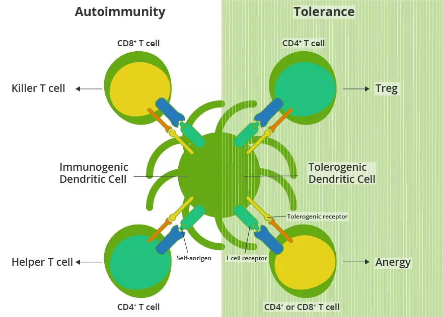 Autoimmunity tolerance