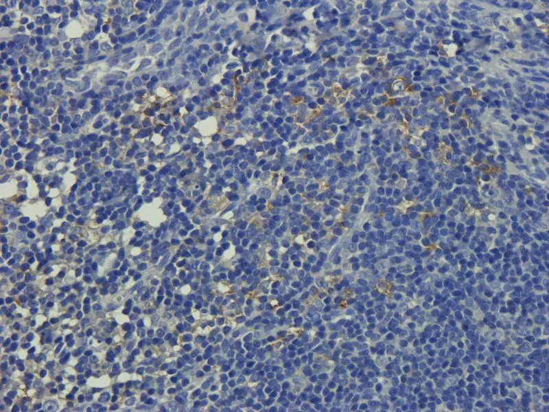 IHC-P image of rat colon tissue using Collagen IV antibody (2.5 ug/ml)