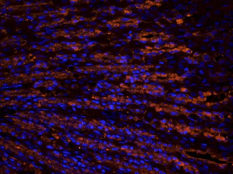 Immunohistochemical staining of paraffin embedded rat skin tissue using Collagen III antibody (2.5 ug/ml)