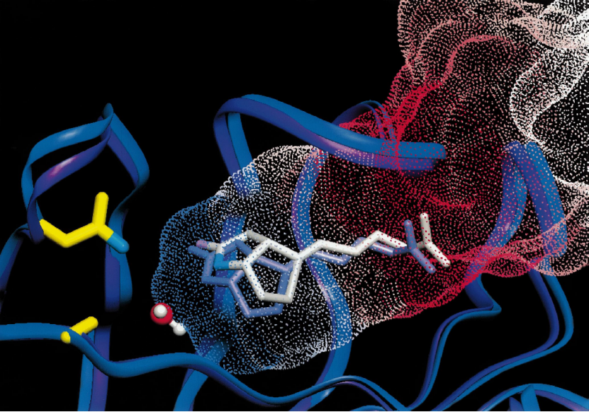 Schematic diagram of the biotin dissociation pathway