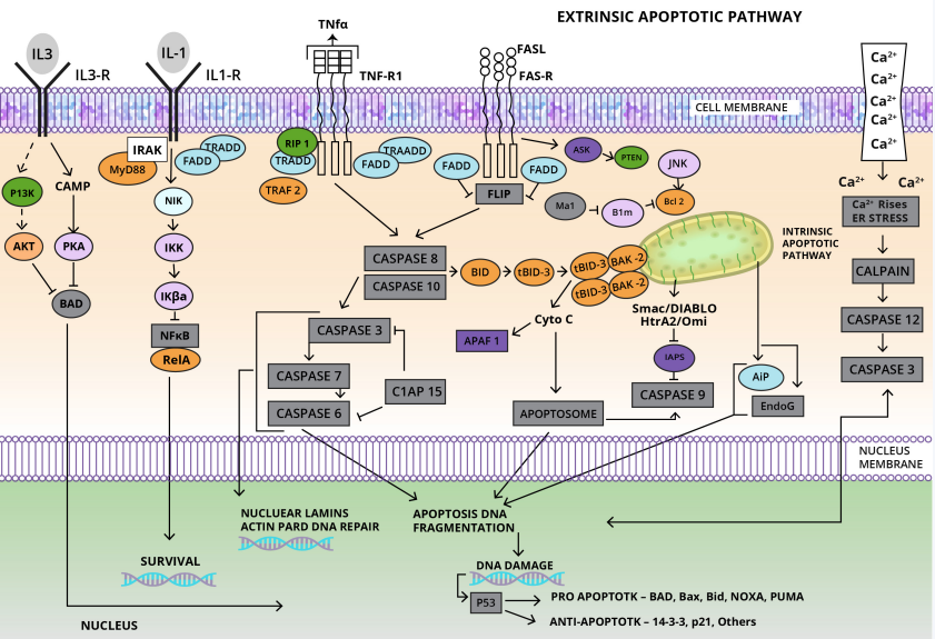 Apoptosis Pathway