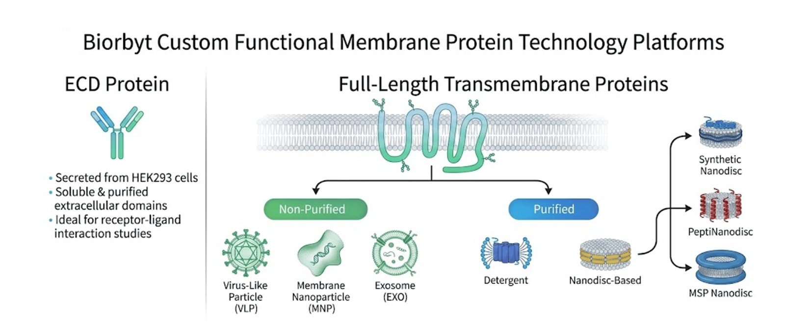 Custom Functional Membrane Protein Expression Services