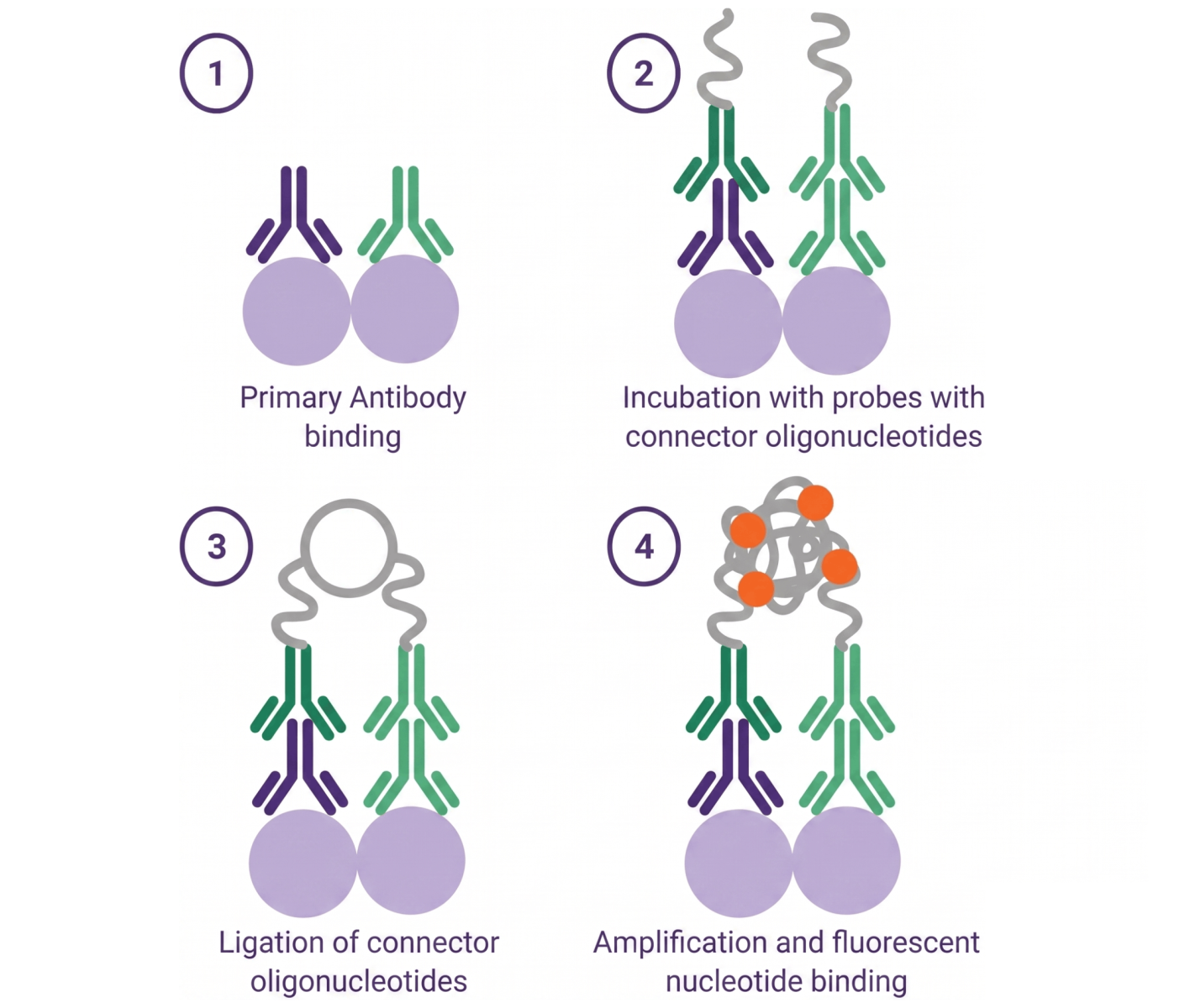 Proximity Ligation Assay (PLA) Workflow