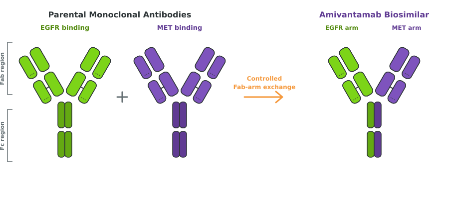 Diagram demonstrating Amivantamab research-grade biosimilar antibody simultaneously binding extracellular domains of human EGFR and c-Met receptors.