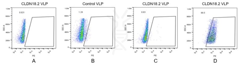 FACS analysis of CLDN18.2 VLP