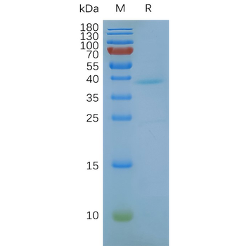 FACS analysis of CLDN18.2 VLP