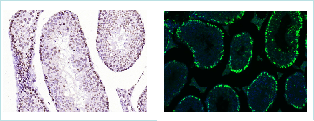 histone-h3-01