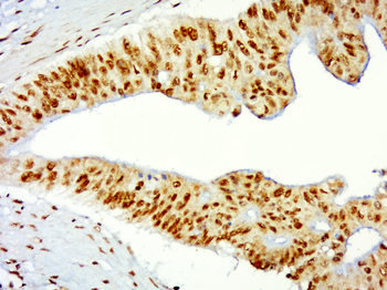 histone-h3-02