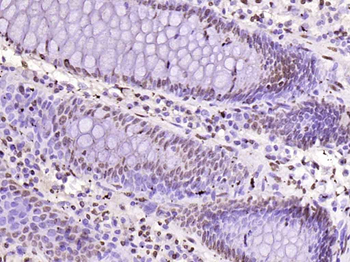 histone-h3-03