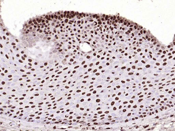 histone-h3-04
