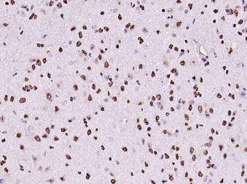 histone-h3-05