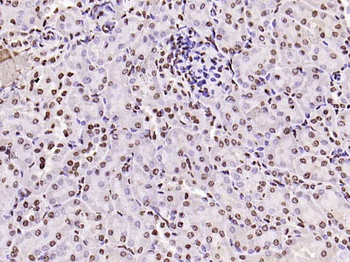 histone-h3-06