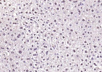 histone-h3-07
