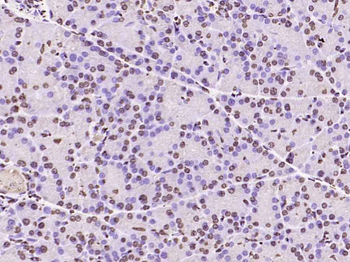histone-h3-08