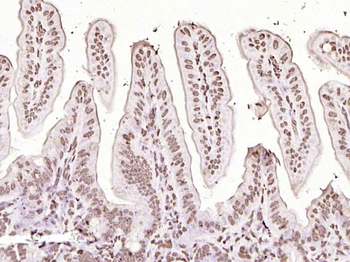 histone-h3-09
