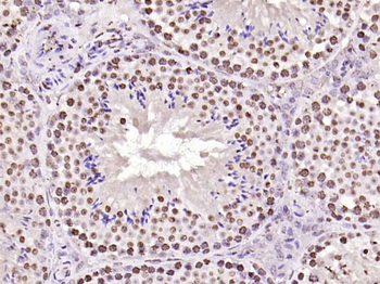 histone-h3-10