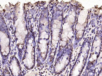 histone-h3-12