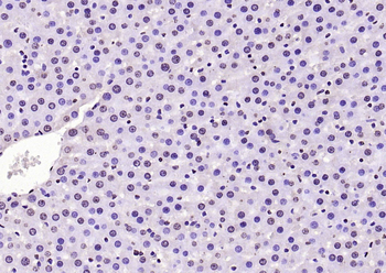 histone-h3-14