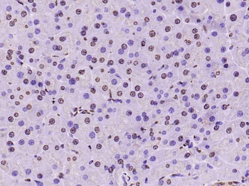 histone-h3-15