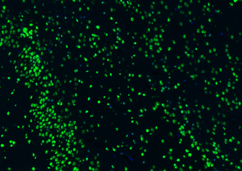 histone-h3-20