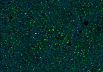 histone-h3-21
