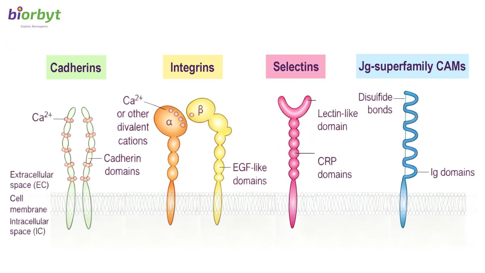 Cell Adhesion Molecule Types Diagram