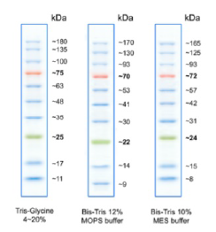 SDS-Page analysis of BlueRay Prestained Protein Marker