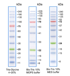 SDS-Page analysis of BlueEye Prestained Protein Marker