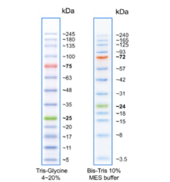 SDS-Page analysis of BlueElf Prestained Protein Marker