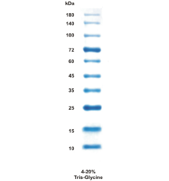 SDS-Page analysis of BlueClassic Prestained Protein Marker