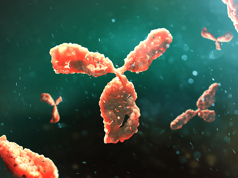 Reference Antibodies