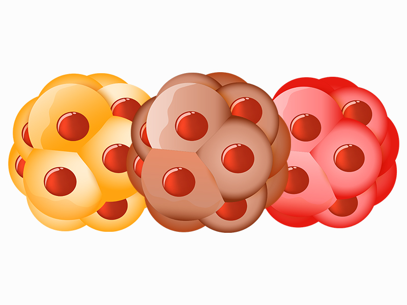 Stem Cells