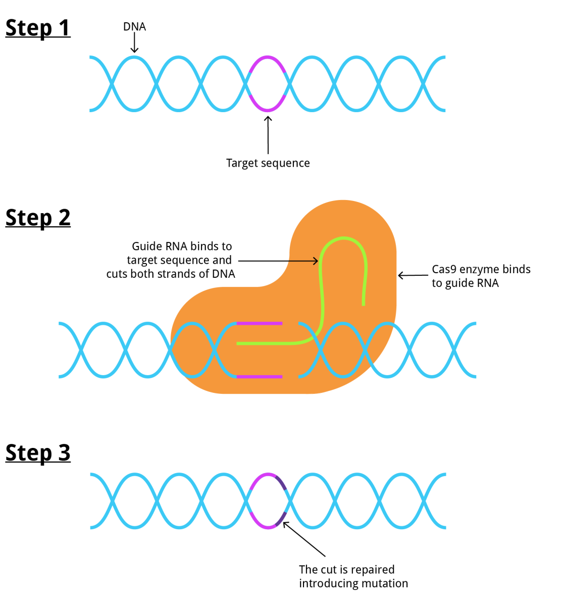 CRISPR Diagram