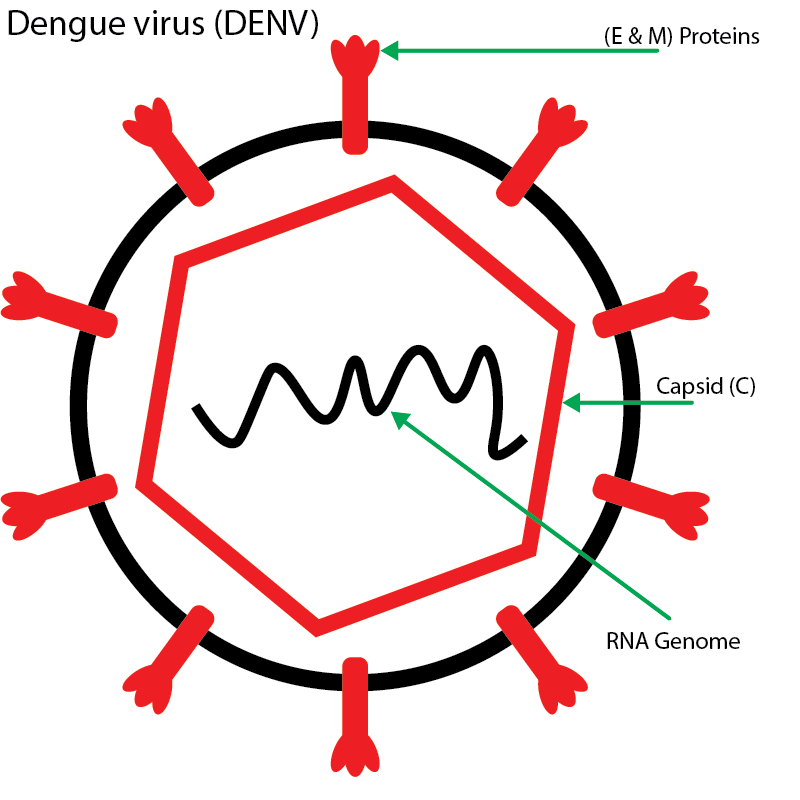 dengue virus diagram