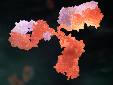 Graphic of an antibody