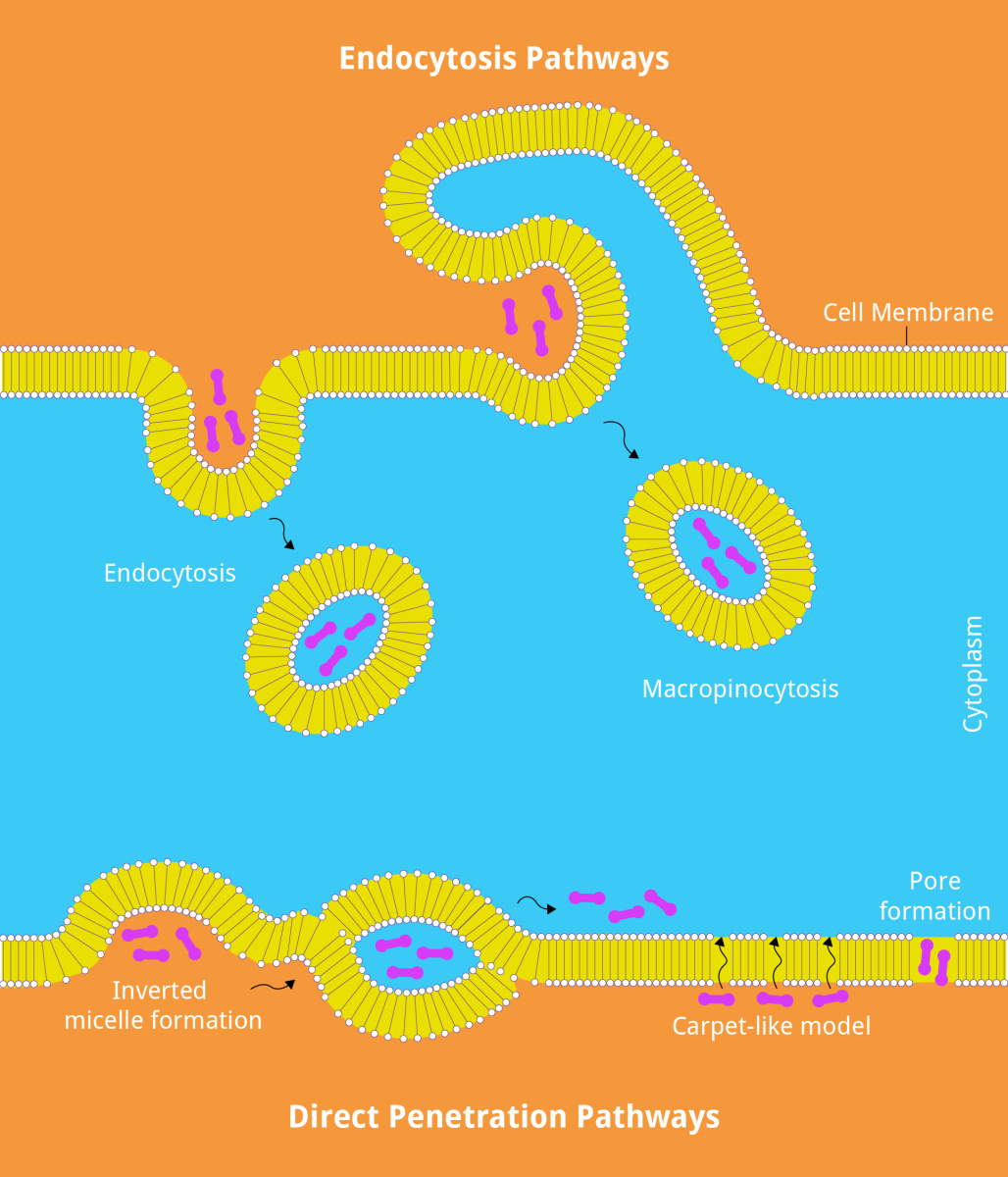 Diagram showing endocytosis and direct penetration pathways.