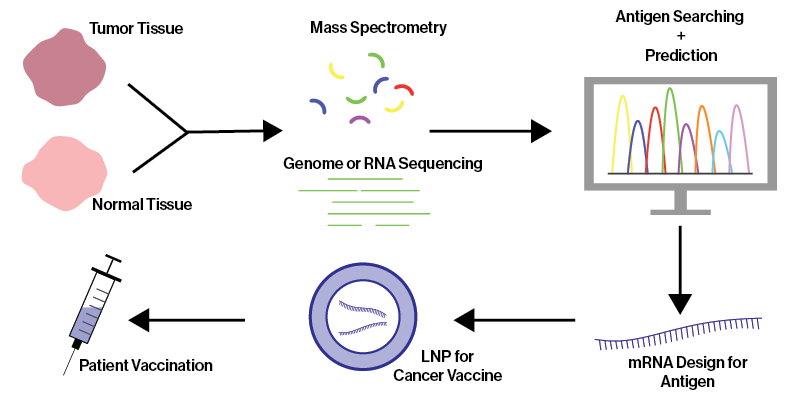 mRNA cancer treatment diagram