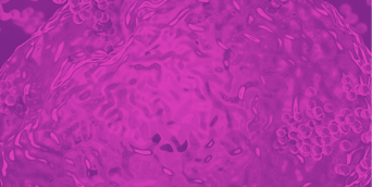 Cell Penetrating Peptides in Neuroscience