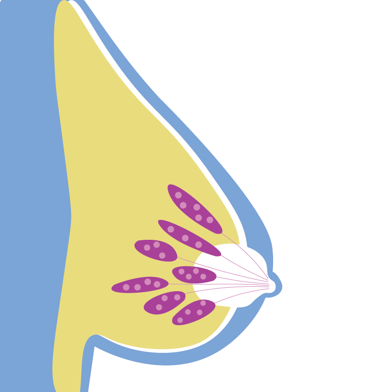 Breast