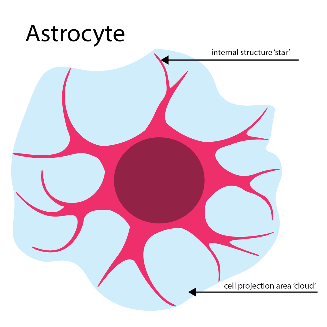 Astrocyte diagram