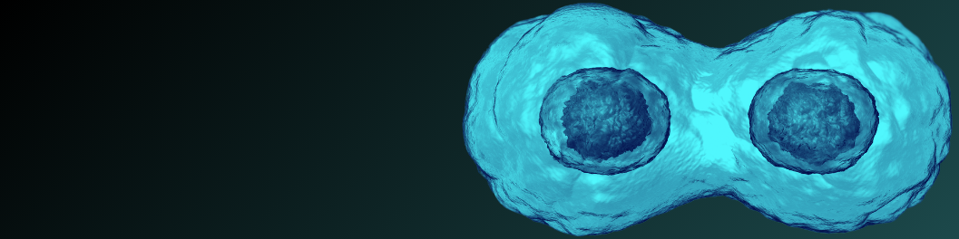 Cell proliferation