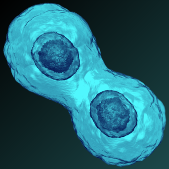 Guide to Cell Proliferation