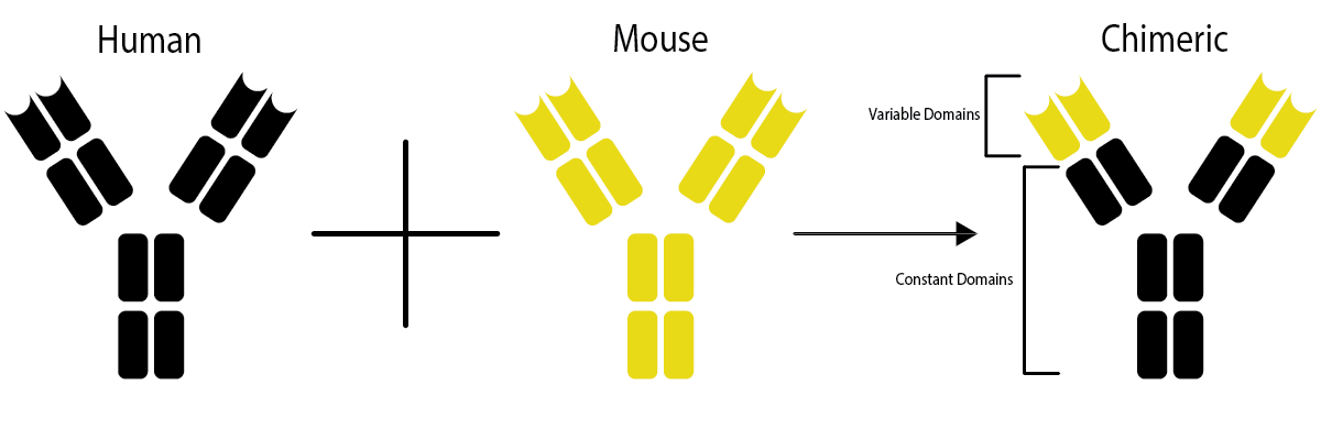 chimeric antibodies process diagram