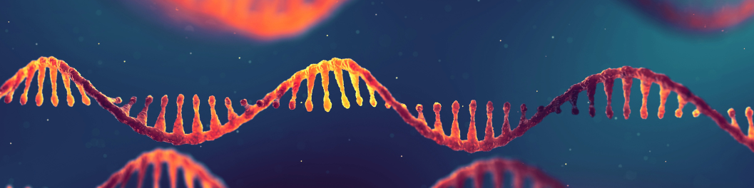 Knockdown Validated Antibodies