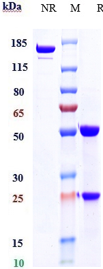 Anti-CD52 Reference Antibody (alemtuzumab)