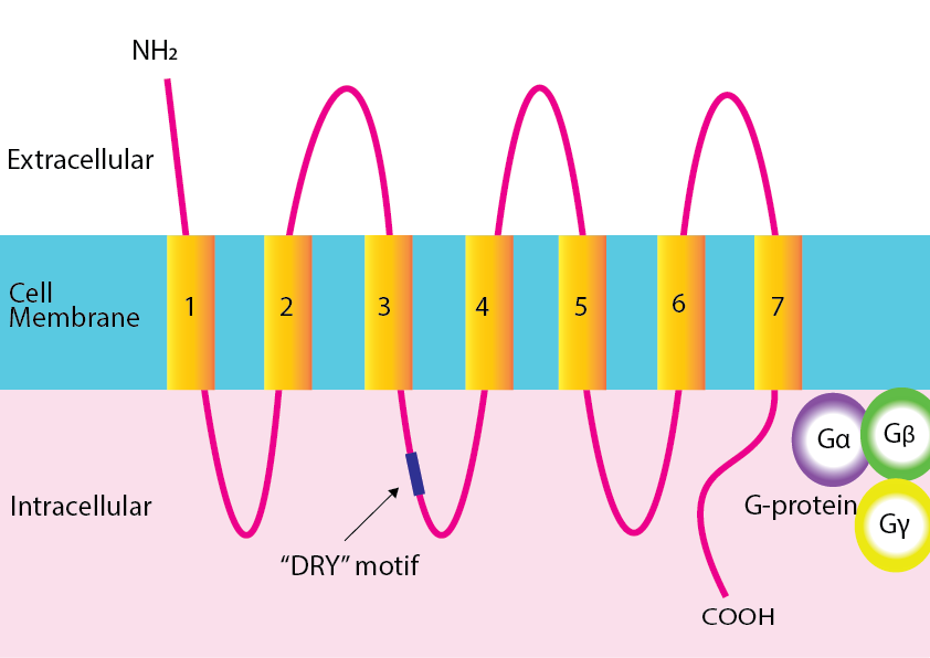 Chemokine-Chemokine receptor interaction diagram