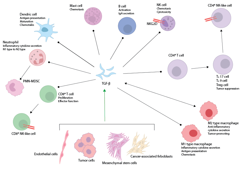 TNFb Pathway