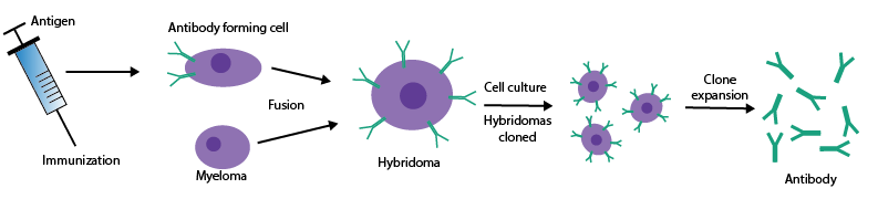 Custom Monoclonal Antibody Production diagram