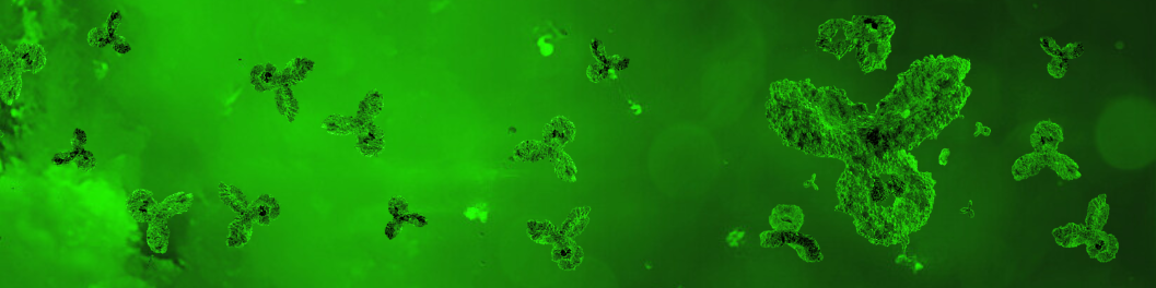 Custom recombinant antibody production banner